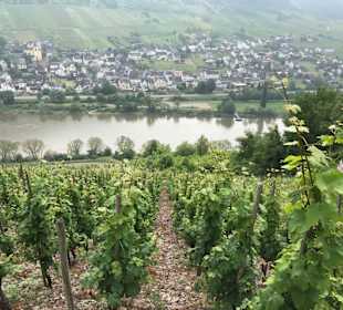 Umgebung - Moselsteig