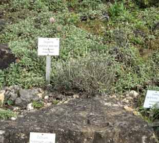Alpinum