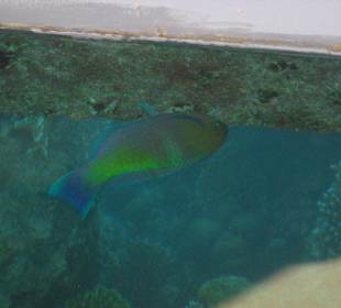 Die Fische aus dem Roten Meer