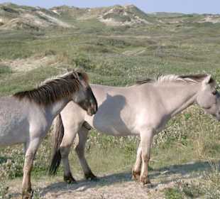 Wildpferde