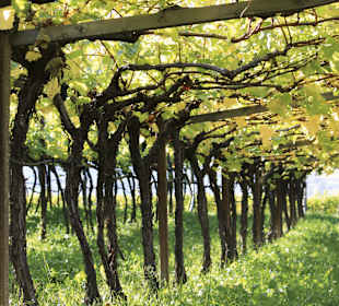 Wine Region South Tyrol