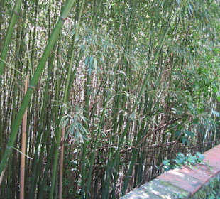 Garten und Villa Garzoni in Collodi