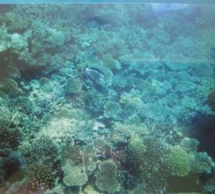 Schnorcheln am Riff