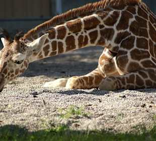 Werde mich auch etwas hingelegen