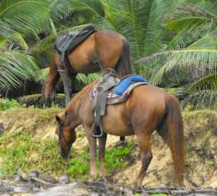 Tolle Pferde mit denen Reiten auch Spass macht 