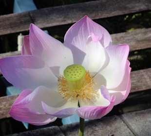 Seerosenblüte im Botanischen Garten Mascarin