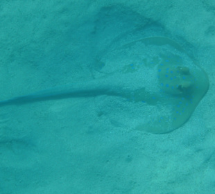 Schnorcheln Marsa Alam