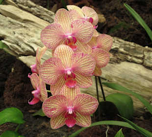 Schöne Blumen im Palmitos Park