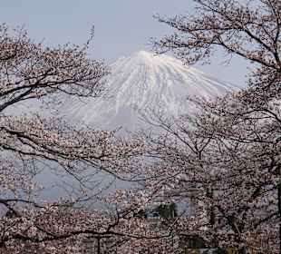 Kirschblüte und Fujiyama