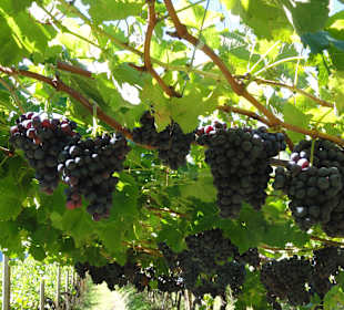 Blaue Trauben bei Kaltern