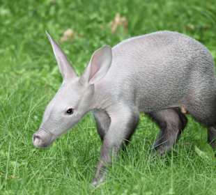 Erdferkel im Berliner Zoo
