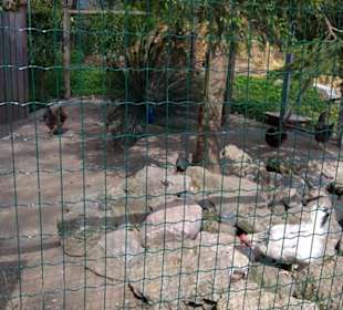 Südamerika Bereich - Blauer Pfau
