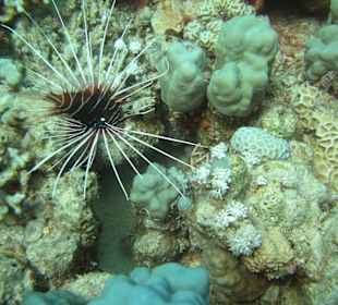 Feuerfisch beim The Breakers Diving and Surfing Lodge
