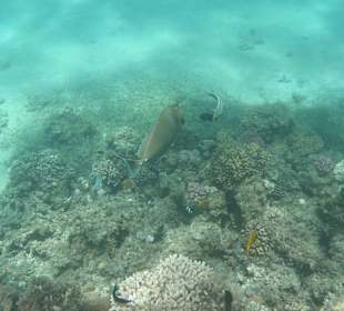 Tauchbasis Tauchen unter Freunden