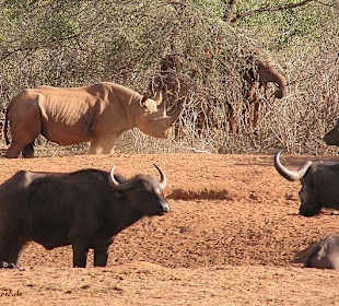 Spitzmaulnashorn 2006