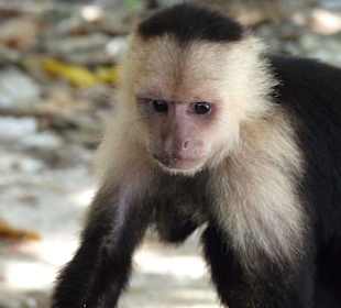 Cahuita Nationalpark