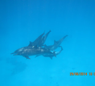 Delphine, Sataya