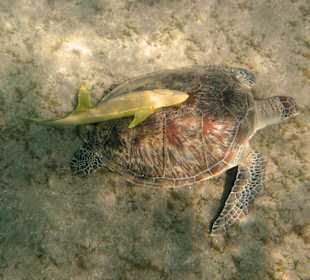 Schildkröte in der Nachbarbucht Abu Dabab