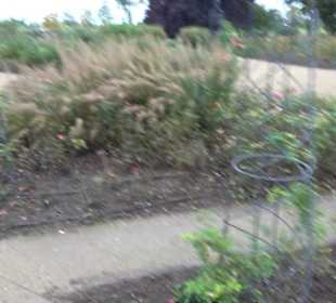 Rosengarten