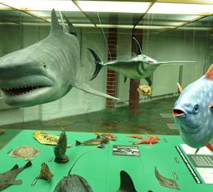 Ausstellung im Museum