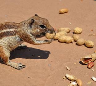 Eichhörnchenalarm...