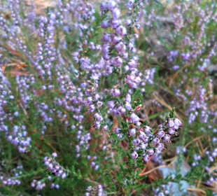 Kampinoski Park Narodowy