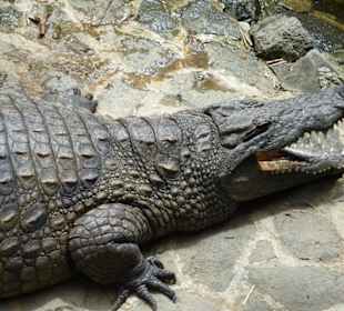Vanille Crocodile Park