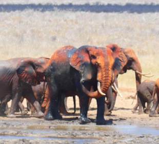 Die roten Elefanten von Tsavo