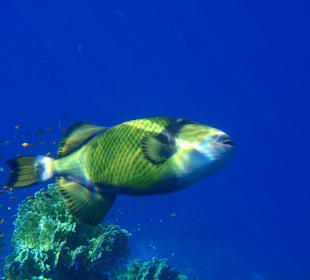 Riesendrückerfisch