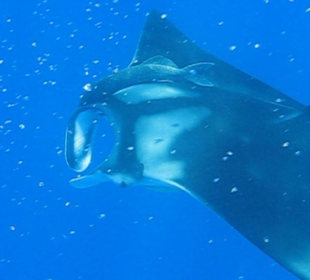 Mantarochen