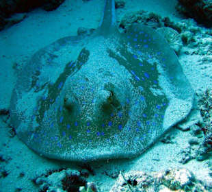 Blaupunkt am Islands