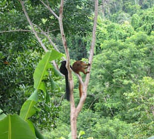 Lemurenpaar im Regenwald