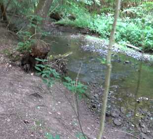 Rundwanderung Klingenbachtal - Sulzbachsee