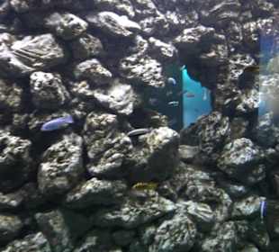 Tierpark Hellabrunn - Fische