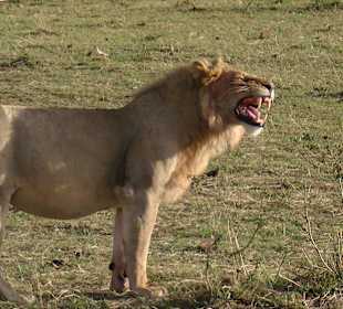 Afrika ! Löwe live in der Masai Mara 