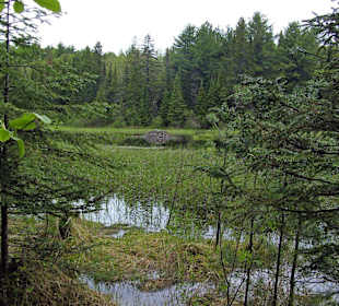 Algonquin Provincial Park, Beaver Pond