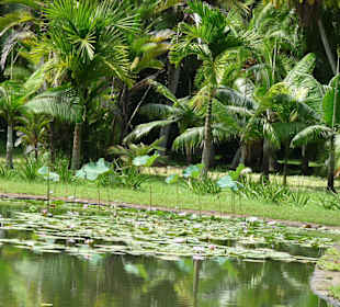 Botanischer Garten