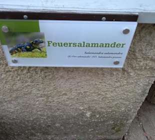 Eurasienbereich - Feuersalamander