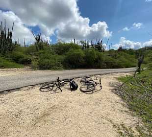 Fahrräder in der Kakteen Wüste 