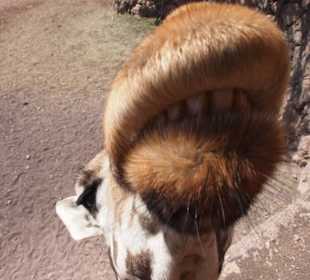 Tiere im Oasis Park Fuerteventura