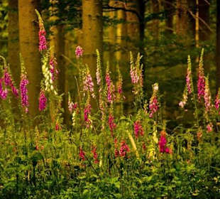 Waldblumen auf dem Hirschenstein