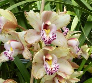 Orchideen im Tropical Garden