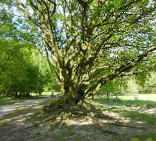 Naturschutzgebiet Boberger Niederung