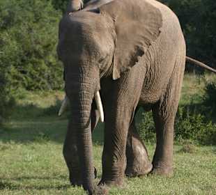 Elefant