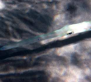 Schau mir in die Augen, Kleines