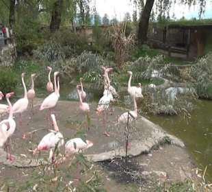 Südamerikabereich - Flamingos