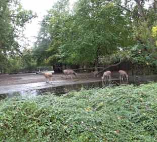 Tierpark