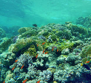 Korallenriff bei Abu Dabab