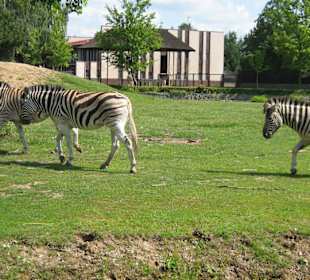 Zoo Dvůr Králové