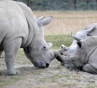 Weiße Rhinos am Lake Nakuru